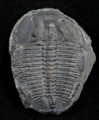 Elrathia Trilobite - Utah #6683